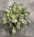 8" Aglaonema Osaka 